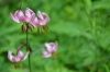 Filename=DSC_8076.JPG
Filesize=4445KB
Dimensions=4928x3264
Date added=Jul 29, 2014 DSC_8076.JPG